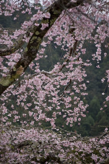 今年の吉野山の桜は早く行き過ぎた・・・。_a0228333_23295166.jpg