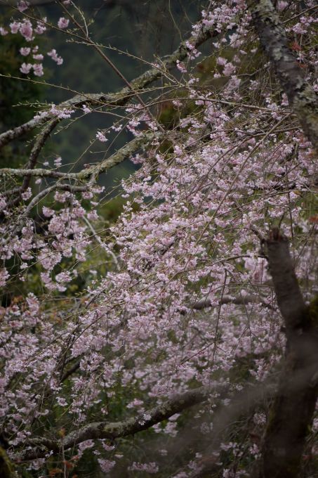 今年の吉野山の桜は早く行き過ぎた・・・。_a0228333_23302728.jpg