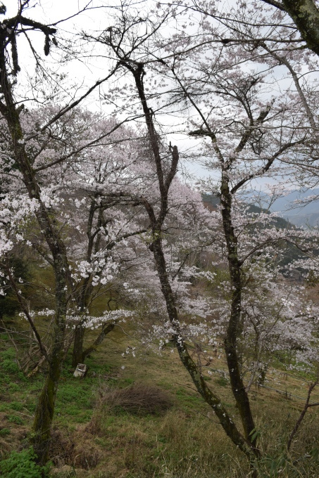 今年の吉野山の桜は早く行き過ぎた・・・。_a0228333_23341084.jpg