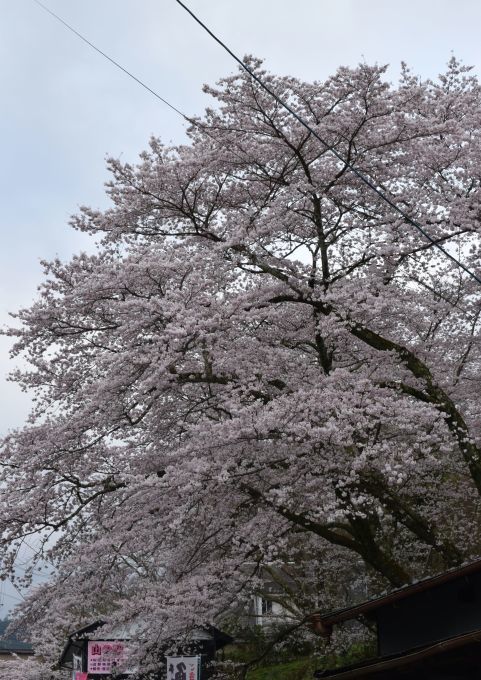 今年の吉野山の桜は早く行き過ぎた・・・。_a0228333_23344593.jpg