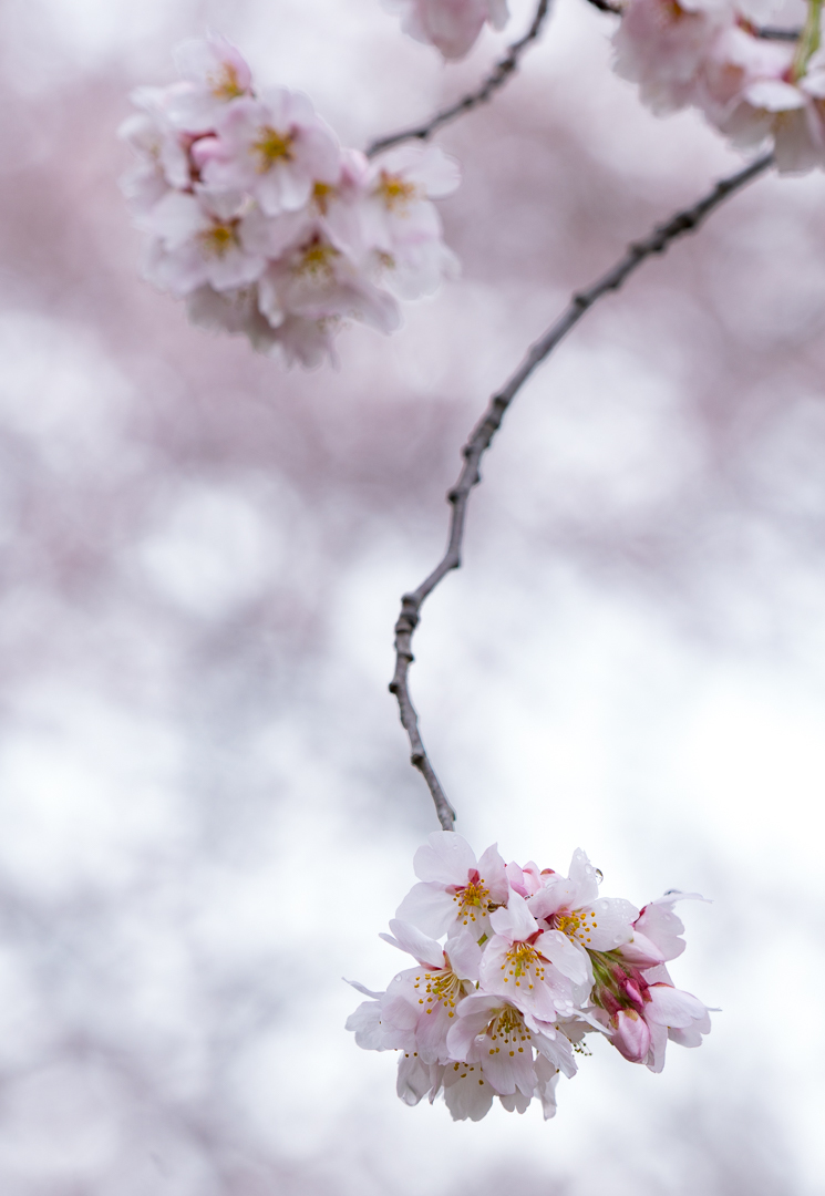 龍背の桜_f0237034_13161740.jpg