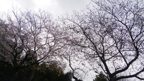 雨桜_a0014840_21144391.jpg