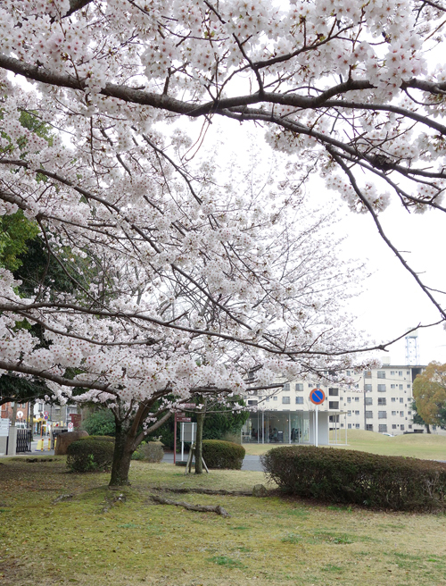 やっと咲き始めたJテラスの桜に寄せて_d0336740_06040718.jpg