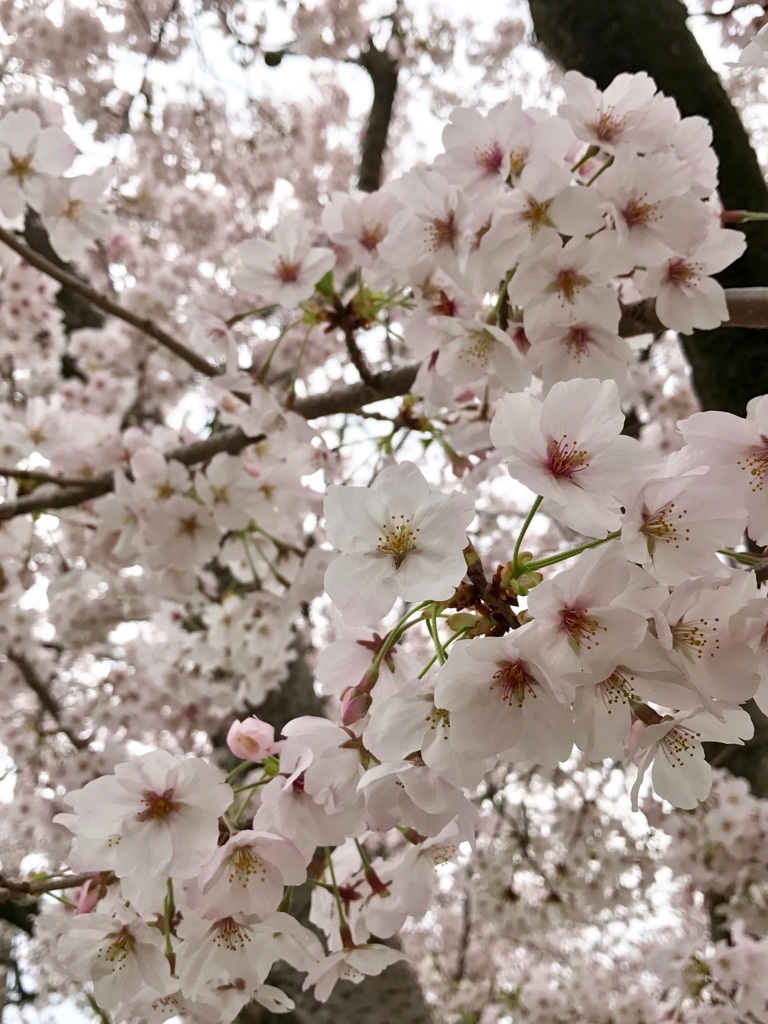 桜色♪_e0133540_20344703.jpg