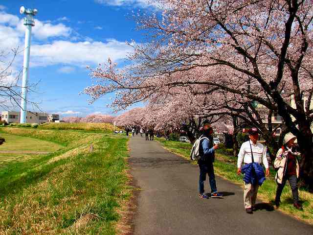 福生の多摩川上流の桜並木と清岩院_d0006243_15051028.jpg