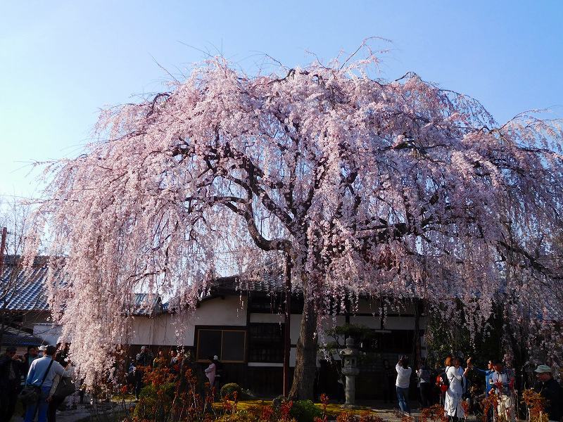 京都本満寺の枝垂桜と山中鹿之助の墓所20170404_e0237645_21043853.jpg