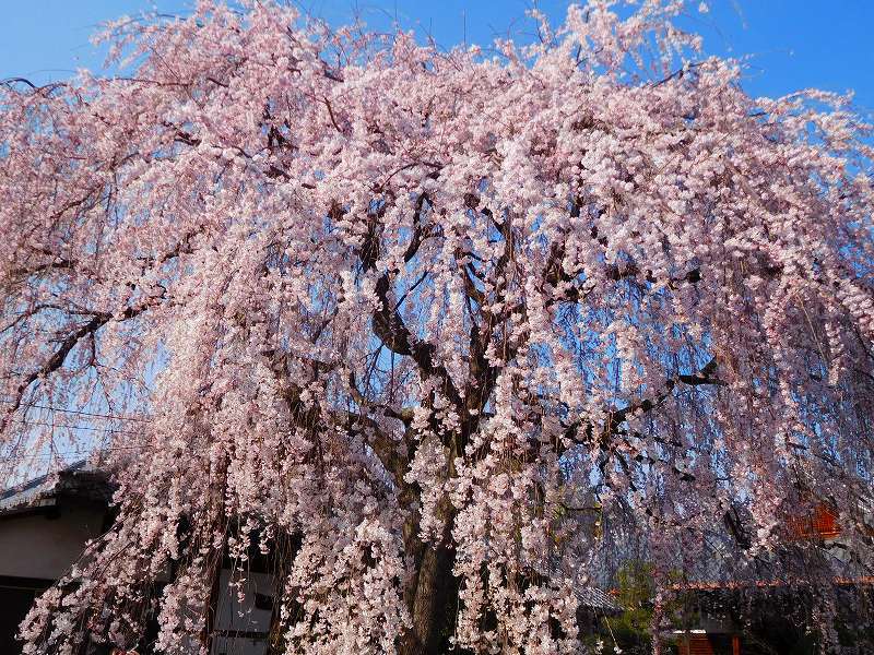 京都本満寺の枝垂桜と山中鹿之助の墓所20170404_e0237645_21044999.jpg