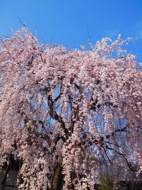 京都本満寺の枝垂桜と山中鹿之助の墓所20170404_e0237645_21045870.jpg