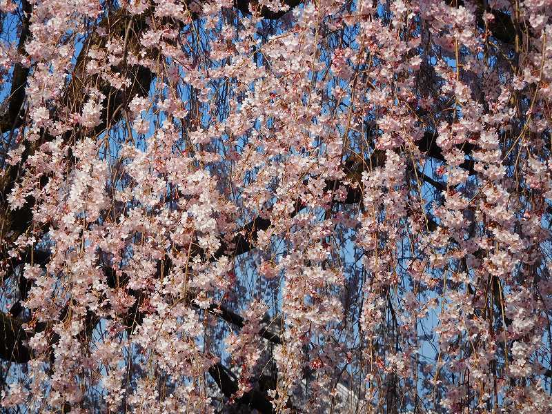 京都本満寺の枝垂桜と山中鹿之助の墓所20170404_e0237645_21050861.jpg