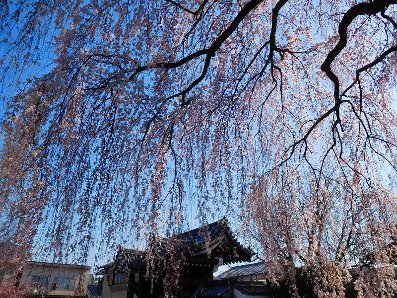 京都本満寺の枝垂桜と山中鹿之助の墓所20170404_e0237645_21055358.jpg