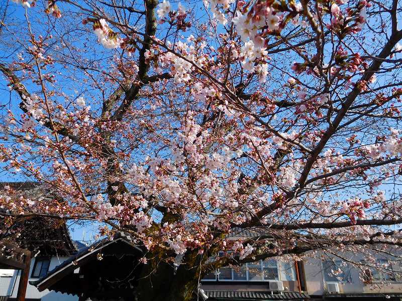 京都本満寺の枝垂桜と山中鹿之助の墓所20170404_e0237645_21074130.jpg