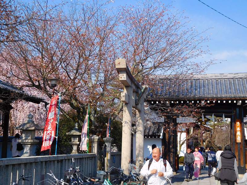 京都本満寺の枝垂桜と山中鹿之助の墓所20170404_e0237645_21082122.jpg