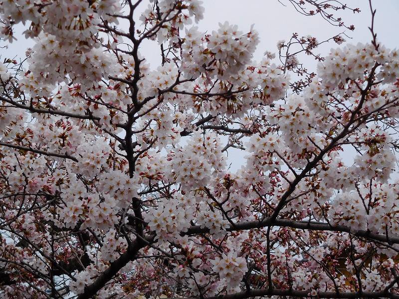 ほころび始めた「哲学の道」の桜並木20170405_e0237645_21472917.jpg