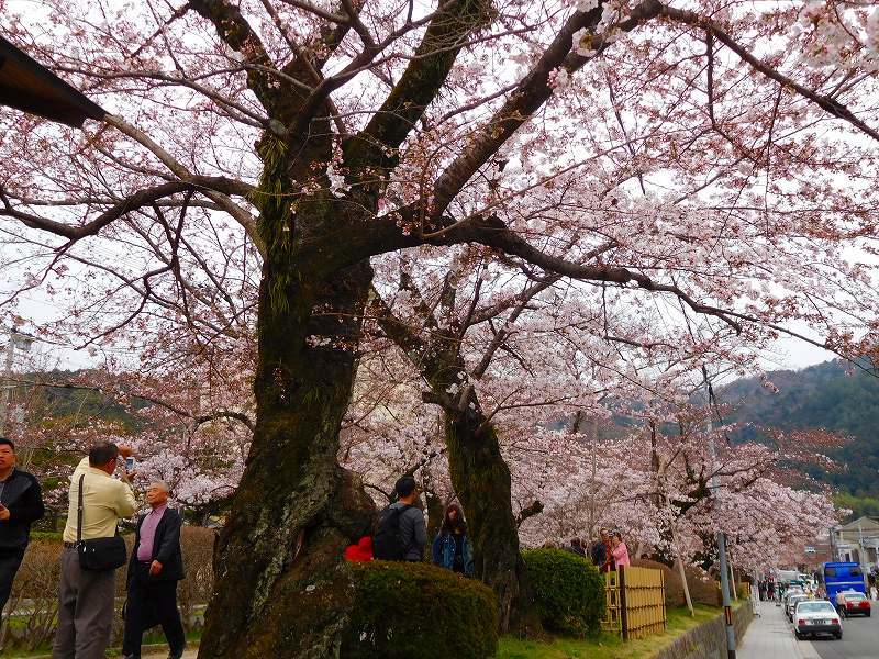 ほころび始めた「哲学の道」の桜並木20170405_e0237645_21475483.jpg