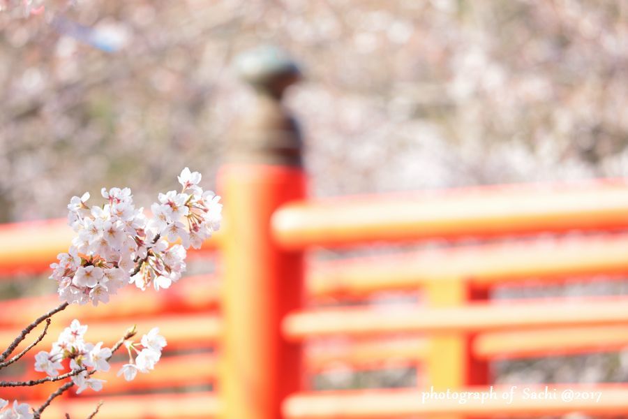 ４月７日　桜　＠小見川城山公園_e0375445_14144382.jpg