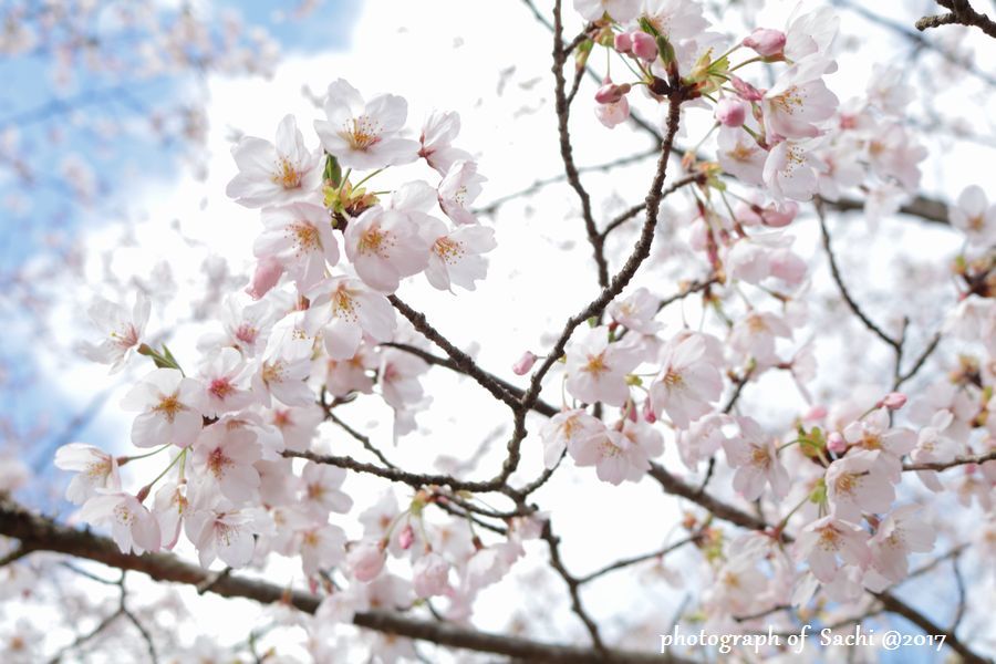 ４月７日　桜　＠小見川城山公園_e0375445_14145445.jpg