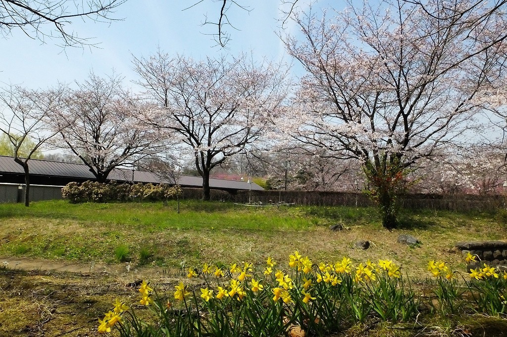 古河公園の桜　_b0236251_09071861.jpg