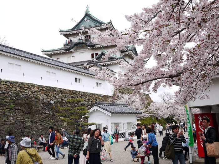 　　桜が満開の和歌山城_b0093754_20554432.jpg