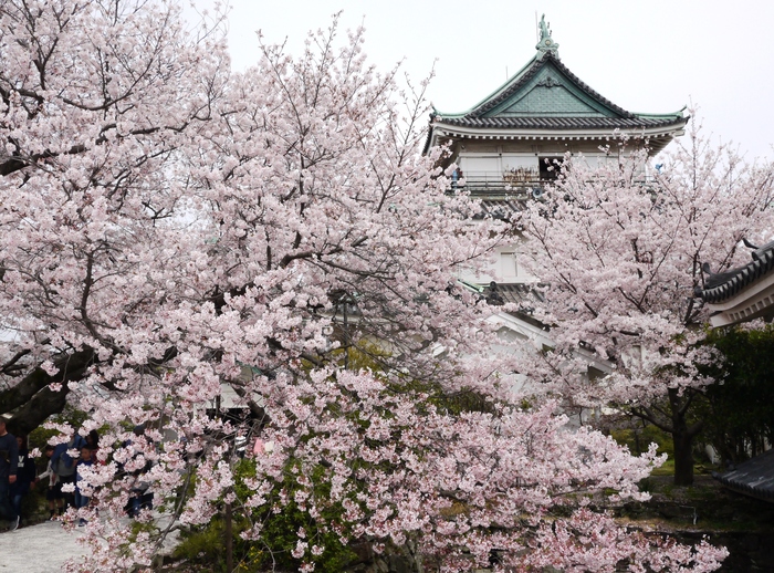 　　桜が満開の和歌山城_b0093754_20555488.jpg