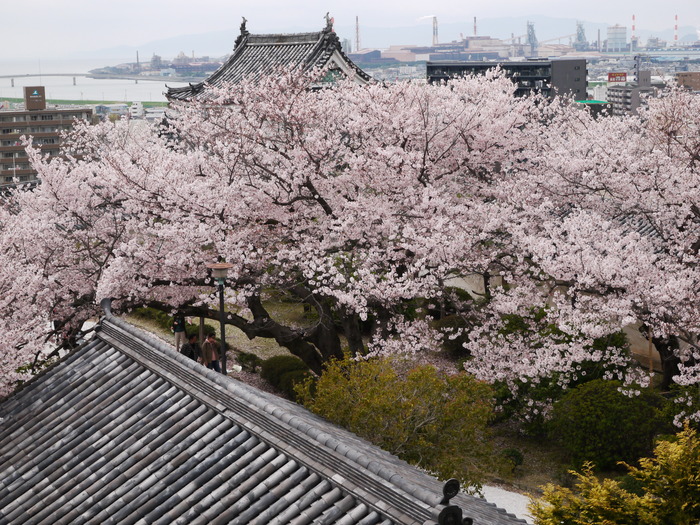 　　桜が満開の和歌山城_b0093754_20563433.jpg