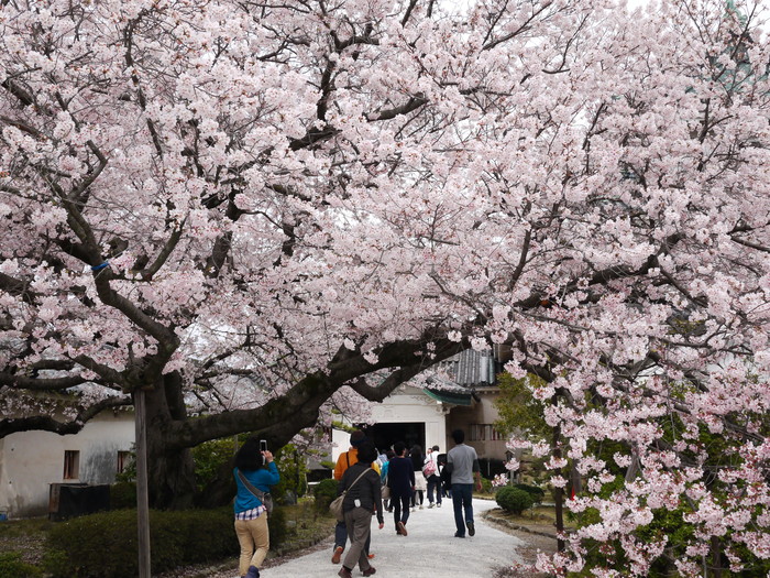 　　桜が満開の和歌山城_b0093754_2056480.jpg