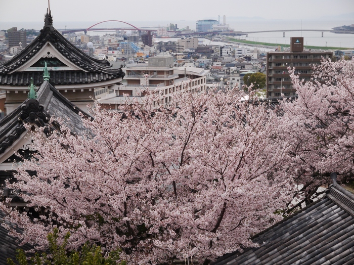 　　桜が満開の和歌山城_b0093754_20565327.jpg