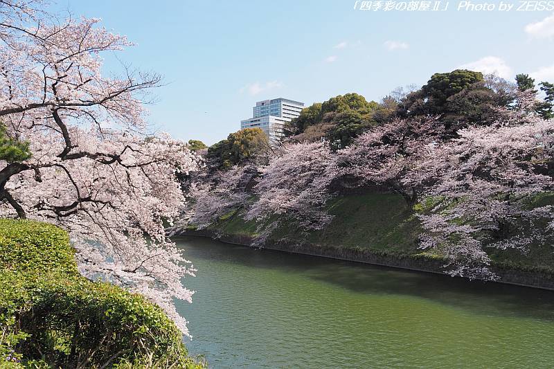 千鳥ヶ淵の満開のソメイヨシノ_d0358854_23025546.jpg