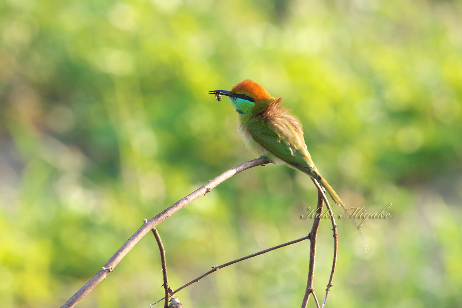 ミドリハチクイ Green Bee Eater ぼちぼち と 野鳥大好き O ミドリハチクイ Green Bee Eater ぼちぼち と 野鳥大好き O