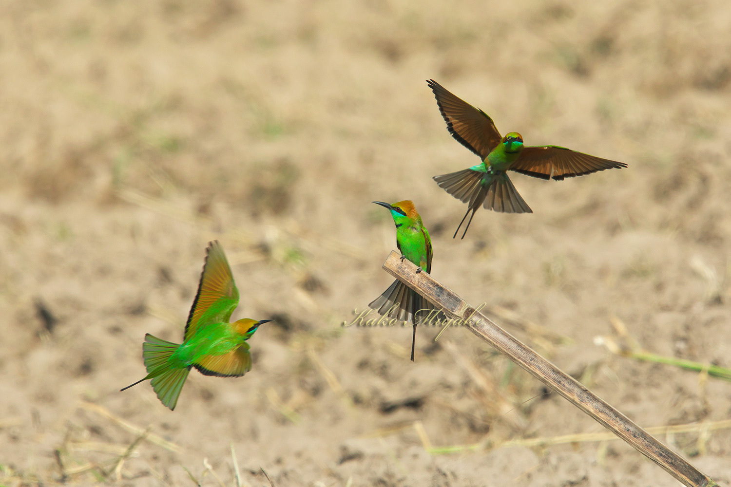 ミドリハチクイ Green Bee Eater ぼちぼち と 野鳥大好き O ミドリハチクイ Green Bee Eater ぼちぼち と 野鳥大好き O