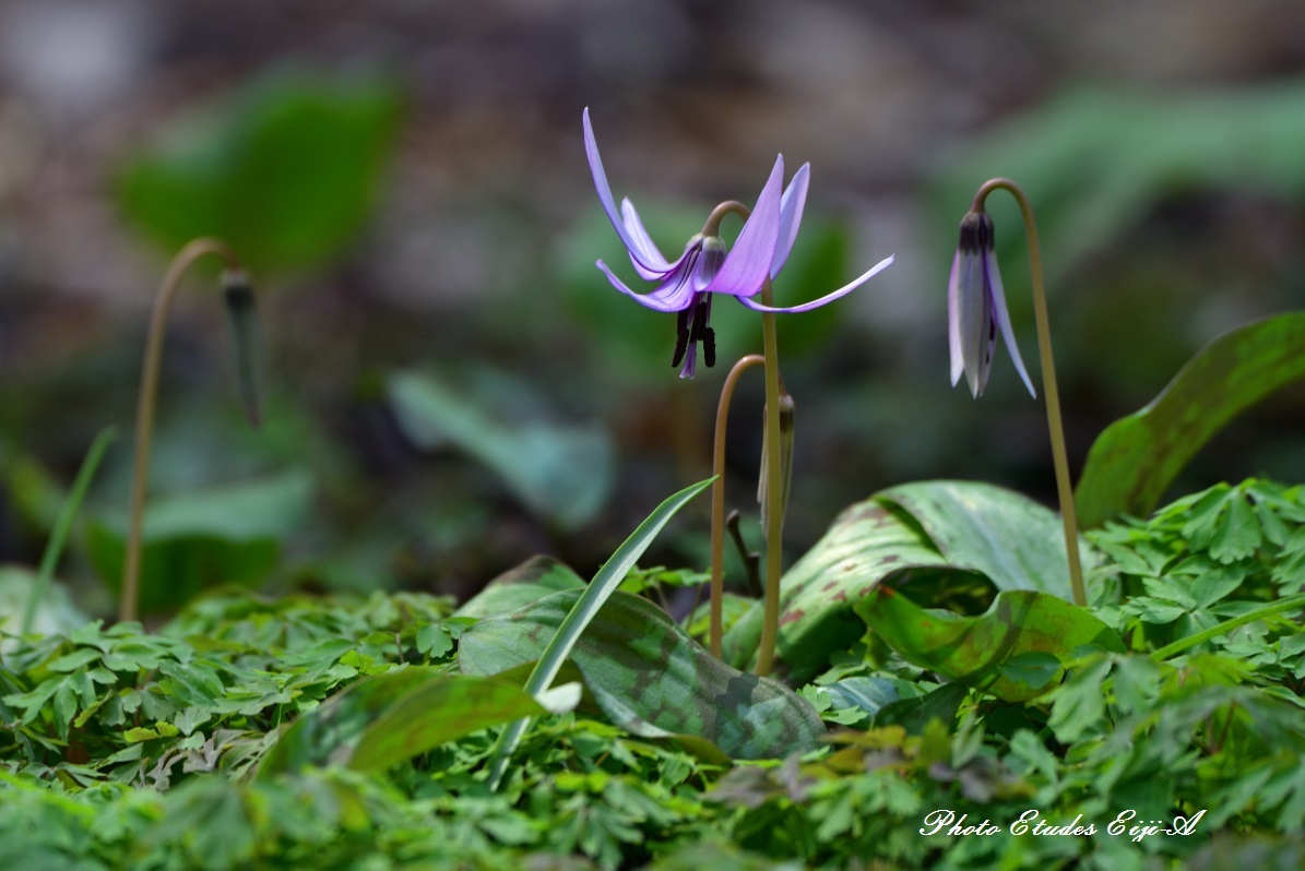 スプリング・エフェメラル（Spring ephemeral）春の妖精_e0365355_22534153.jpg