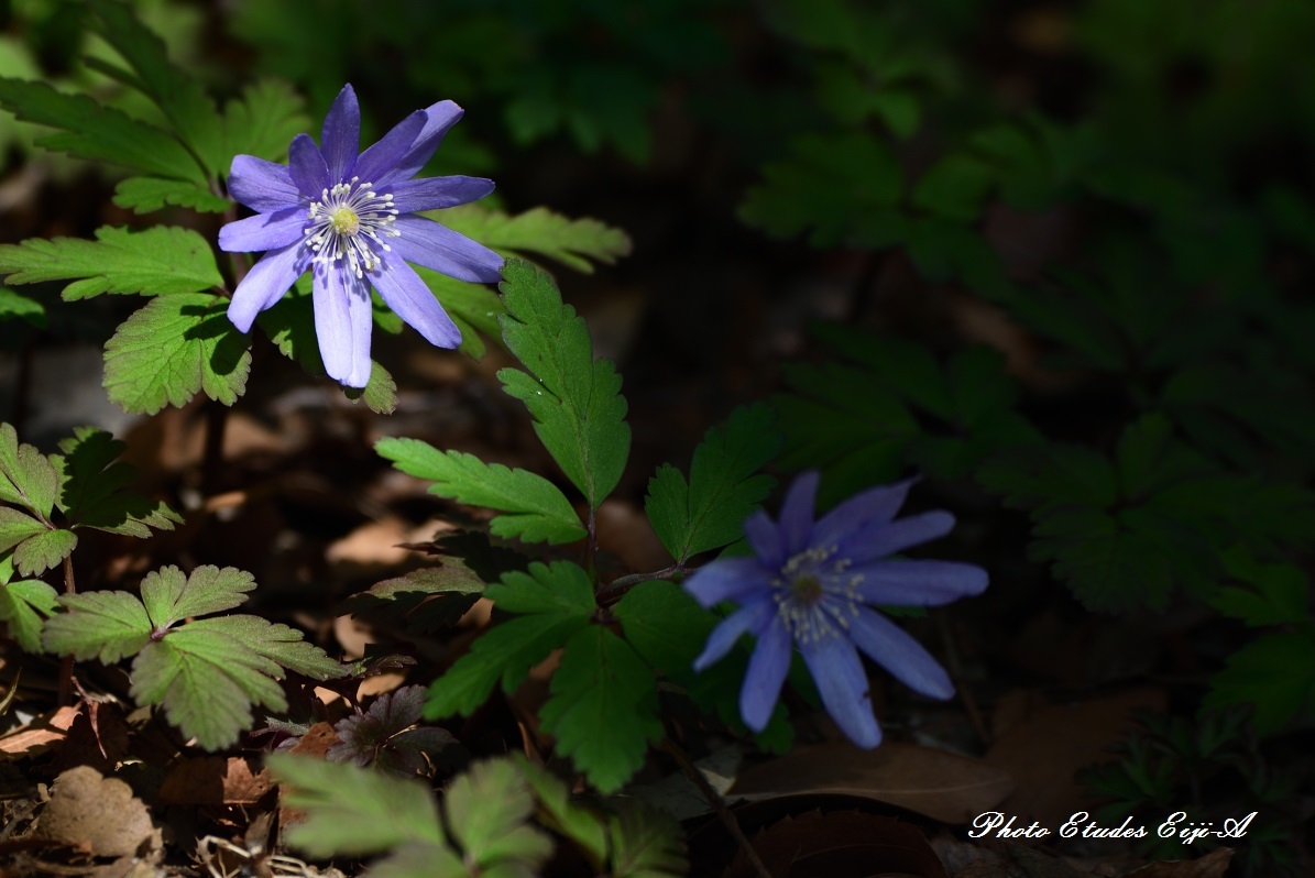 スプリング・エフェメラル（Spring ephemeral）春の妖精_e0365355_23480433.jpg