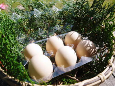 烏骨鶏のタマゴ数量限定で販売中!熊本県菊池市、菊池水源の山奥の自然豊かな地で暮らす烏骨鶏タマゴです!_a0254656_19141124.jpg