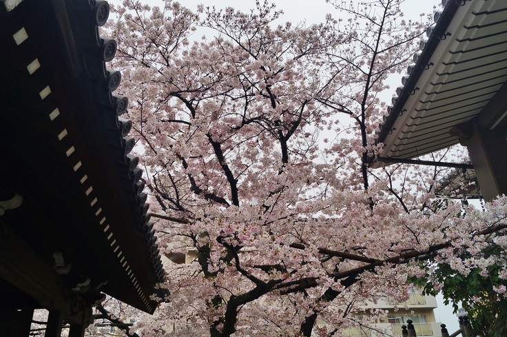 はなまつりの日に桜咲く　＠大阪・正法寺_b0063958_445105.jpg