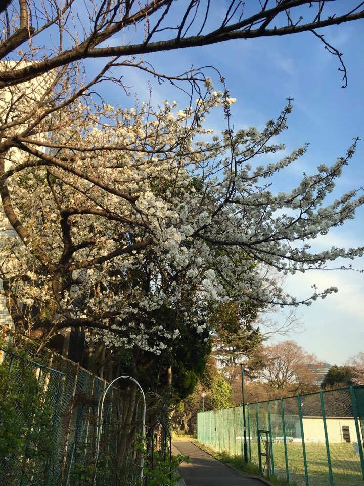 2017年4月2w 満開の櫻の下で「雑草除去」_a0094959_22354518.jpg