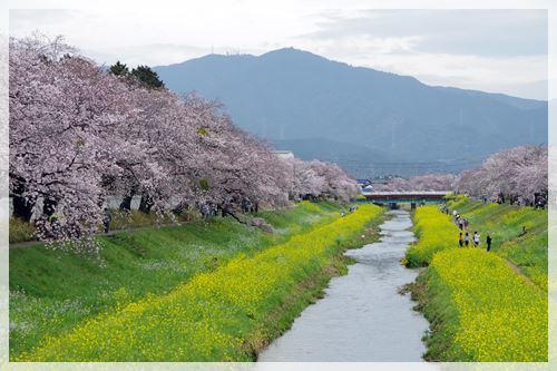 お花見の週末_e0213360_20475065.jpg