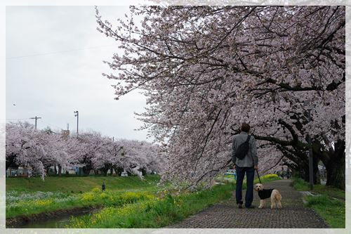 お花見の週末_e0213360_20480771.jpg