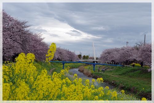 お花見の週末_e0213360_20481499.jpg