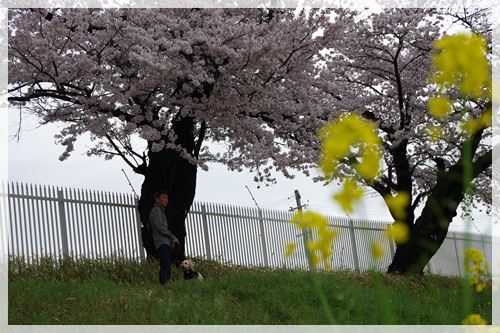 お花見の週末_e0213360_20484775.jpg