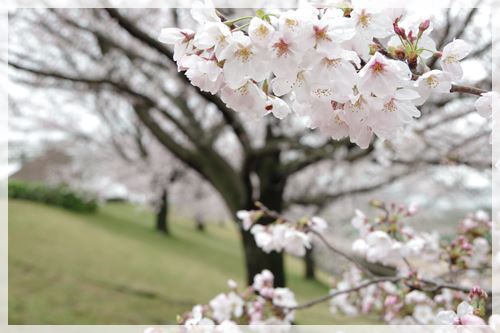 お花見の週末_e0213360_20493821.jpg