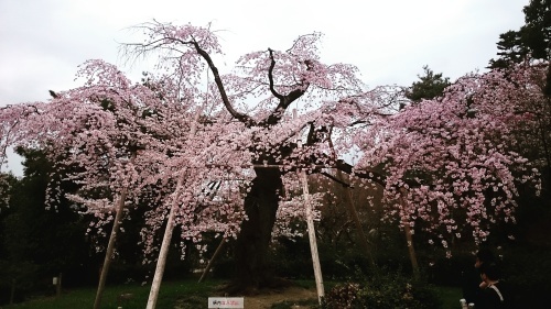 桜を見に京都へ♪_f0236260_02095799.jpg