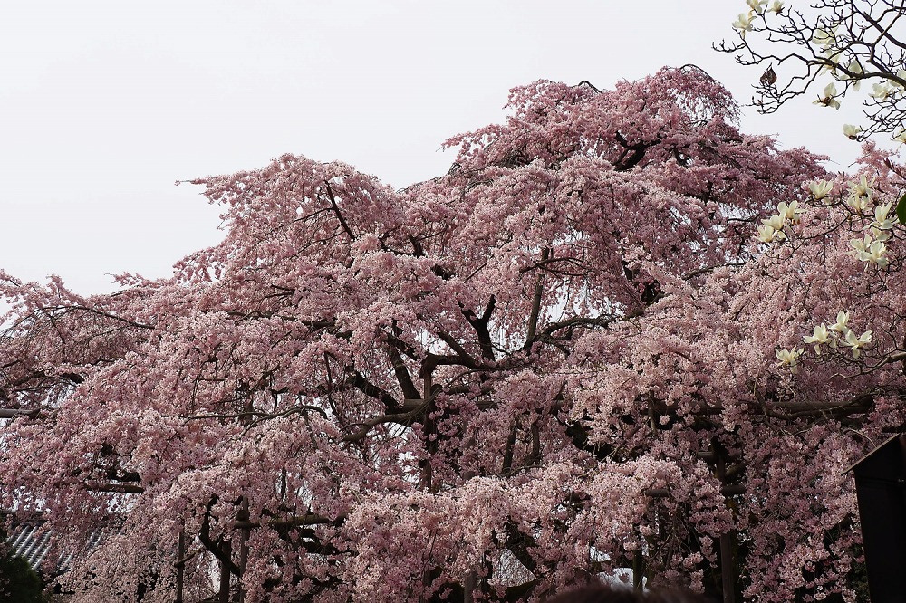 醍醐の桜_b0140765_19203090.jpg