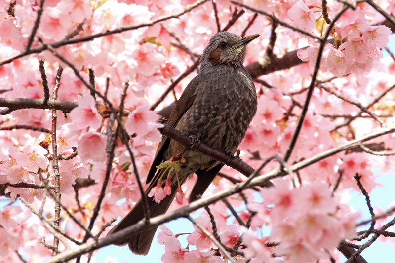 桜の季節　_a0093767_93970.jpg