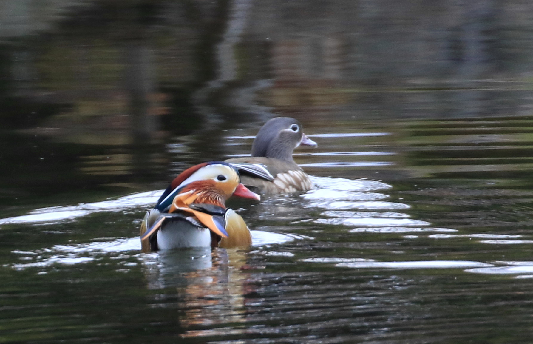 この時期・・・水辺の鳥_c0229170_21313759.jpg