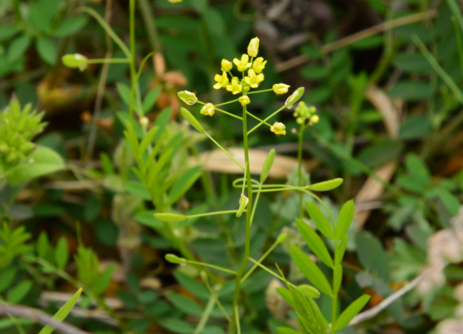 花曇り_b0366871_18292276.jpg