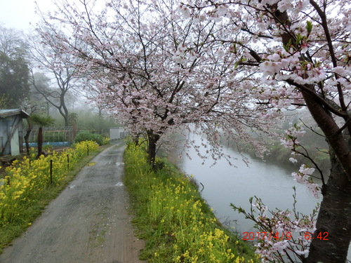 音羽川の並木橋の上流と下流の桜・・今日が満開_d0007071_1940055.jpg