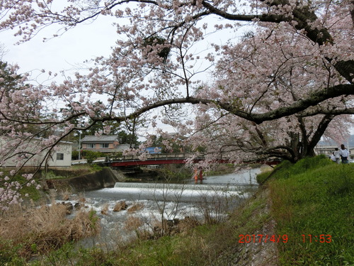 音羽川の並木橋の上流と下流の桜・・今日が満開_d0007071_19551175.jpg