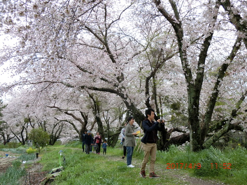 音羽川の並木橋の上流と下流の桜・・今日が満開_d0007071_19554042.jpg