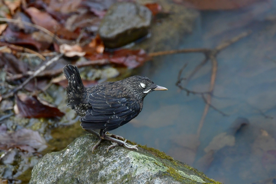 明るい未来へ第一歩　カワガラス_f0053272_09280050.jpg