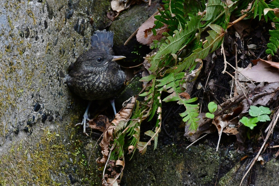 明るい未来へ第一歩　カワガラス_f0053272_09295611.jpg