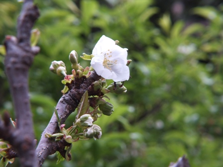 佐藤錦 サクランボ の花 エンジョイライフ